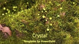  Presentation with green chemistry close up - Theme having bryophytes - green moss close-up background and a tawny brown colored foreground