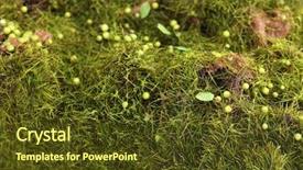  Presentation with moss - Slide deck featuring bryophytes - green moss close-up background and a tawny brown colored foreground