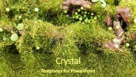  Presentation with moss - Audience pleasing slide deck consisting of bryophytes - green moss close-up backdrop and a  colored foreground