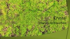  Presentation with moss - Amazing theme having bryophytes - green moss close up backdrop and a gold colored foreground