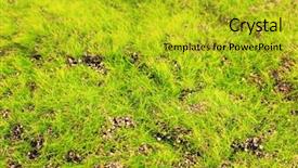  Presentation with moss - Beautiful PPT layouts featuring bryophytes - green moss close up backdrop and a gold colored foreground