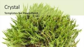  Presentation with moss - PPT theme consisting of bryophytes - green moss isolated on white background and a yellow colored foreground