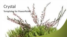  Presentation with moss - PPT theme with bryophytes - green moss isolated on white background and a white colored foreground