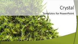  Presentation with moss - Cool new slide deck with bryophytes - green moss isolated on white backdrop and a white colored foreground