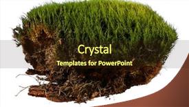  Presentation with moss - PPT theme having bryophytes - green moss on white background background and a wine colored foreground