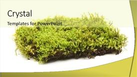  Presentation with moss - PPT theme consisting of cancer project - charity support help hope symbol background and a lemonade colored foreground