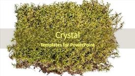  Presentation with moss - Cool new slide deck with bryophytes - green moss on white backdrop and a tawny brown colored foreground