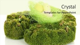 Presentation with white green - Amazing presentation theme having bryophytes - green moss with eggs isolated backdrop and a  colored foreground