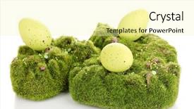  Presentation with white green - Cool new PPT theme with bryophytes - green moss with eggs isolated backdrop and a blonde colored foreground