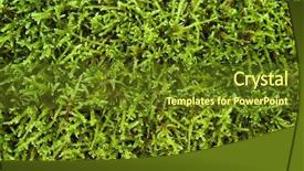  Presentation with moss - Presentation theme with bryophytes - green natural moss for background background and a tawny brown colored foreground