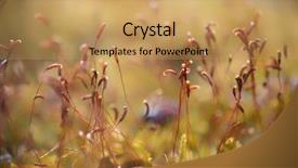  Presentation with lichen - Slide set enhanced with bryophytes - macro detail of colorful moss background and a coral colored foreground