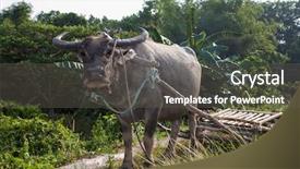  Presentation with philippines - Colorful PPT theme enhanced with bubalis found in the philippines backdrop and a gray colored foreground