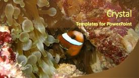  Presentation with bubble - Cool new slides with bubble anemone great barrier reef backdrop and a  colored foreground