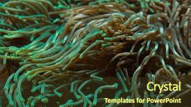  Presentation with aquarium sea anemone - Beautiful slide set featuring bubble-tip anemone entacmaea quadricolor sea animal backdrop and a tawny brown colored foreground