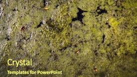  Presentation with swamp - Presentation theme with bubbles on swamp water surface background and a tawny brown colored foreground
