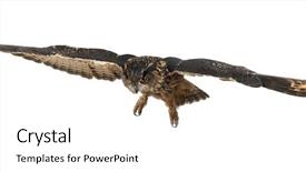  Presentation with eagle flying - Colorful PPT layouts enhanced with bubo 15 years old flying backdrop and a white colored foreground