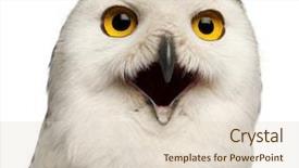  Presentation with old crumpled paper violence against women - Beautiful PPT layouts featuring bubo scandiacus 1 year old backdrop and a lemonade colored foreground