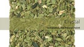  Presentation with urinary tract infections - Amazing PPT theme having buchu-herb-leaf-used backdrop and a gold colored foreground