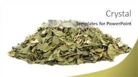  Presentation with urinary tract - Amazing theme having buchu-herb-leaf-used backdrop and a white colored foreground