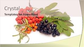  Presentation with buck - Cool new PPT layouts with buck thorn ash berry and chokeberry with leaves on a white background backdrop and a lemonade colored foreground