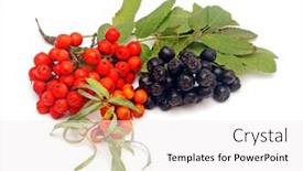  Presentation with buck - Cool new theme with buck thorn ashberry and chokeberry with leaves on a white background backdrop and a white colored foreground