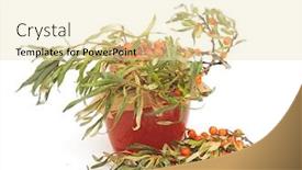  Presentation with buck - PPT layouts enhanced with buck thorn juice with sugar background and a lemonade colored foreground