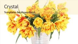  Presentation with sorghum grains in a bucket - Presentation consisting of bucket full of yelow tulips background and a  colored foreground