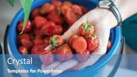  Presentation with hold hand - Presentation theme enhanced with bucket-of-ripe-delicious-strawberries background and a teal colored foreground