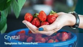  Presentation with hold hand - PPT layouts consisting of bucket-of-ripe-delicious-strawberries background and a ocean colored foreground