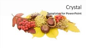  Presentation with nut - Colorful slides enhanced with buckeye - brown chestnut nut closeup isolated backdrop and a white colored foreground