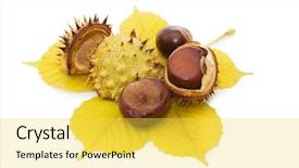  Presentation with nut - Audience pleasing slides consisting of buckeye - brown chestnut nut closeup isolated backdrop and a yellow colored foreground