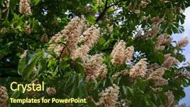  Presentation with nature - Amazing presentation theme having buckeye - chestnut tree in blossom nature backdrop and a  colored foreground