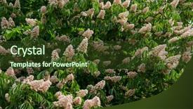  Presentation with nature - Beautiful presentation design featuring buckeye - chestnut tree in blossom nature backdrop and a  colored foreground