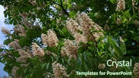  Presentation with nature - Slide deck consisting of buckeye - chestnut tree in blossom nature background and a  colored foreground