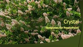  Presentation with nature - Slide set featuring buckeye - chestnut tree in blossom nature background and a  colored foreground
