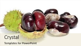  Presentation with orange peel isolated - Cool new presentation with buckeye - some chestnuts with peel isolated backdrop and a  colored foreground