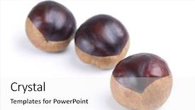  Presentation with white horse - Theme featuring buckeye - three horse chestnuts isolated background and a  colored foreground