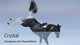  Presentation with foal - Colorful presentation theme enhanced with bucking blue-eyed foal breed backdrop and a light blue colored foreground