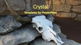  Presentation with rocks mineral - Amazing slides having bucking bull - cow skull on rocks backdrop and a tawny brown colored foreground