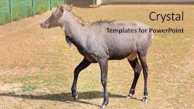  Presentation with garden - PPT theme featuring bucking bull - cute neelgai antelope in zoological background and a coral colored foreground