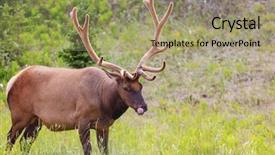  Presentation with usa - Beautiful PPT theme featuring bucking bull - deer in green forest usa backdrop and a mint green colored foreground