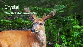  Presentation with dark green deep rich emerald - PPT theme enhanced with bucking bull - deer in green forest usa background and a tawny brown colored foreground