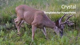  Presentation with united states - Slide deck consisting of bucking bull - elk in yosemite national park background and a  colored foreground