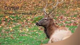  Presentation with fall down - Slide deck featuring bucking bull - elk lying down background and a  colored foreground