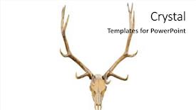  Presentation with antlers - Presentation theme with bucking bull - elk skull with antlers closeup background and a white colored foreground