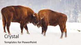  Presentation with bison - Theme enhanced with bucking bull - european bison bison bonasus fighting background and a light gray colored foreground