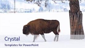  Presentation with bison - Slides having bucking bull - european bison bison bonasus background and a sky blue colored foreground