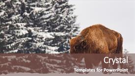  Presentation with bison - Cool new PPT layouts with bucking bull - european bison bison bonasus backdrop and a tawny brown colored foreground