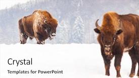  Presentation with bison - Amazing PPT layouts having bucking bull - european bison bison bonasus backdrop and a white colored foreground