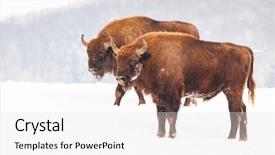  Presentation with bison - Beautiful theme featuring bucking bull - european bison bison bonasus backdrop and a white colored foreground